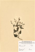 藏品(藿香薊)的圖片